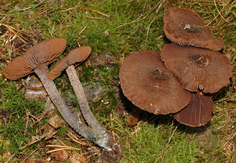 Inocybe calamistrata