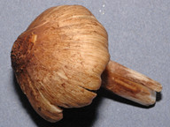 Inocybe squamata