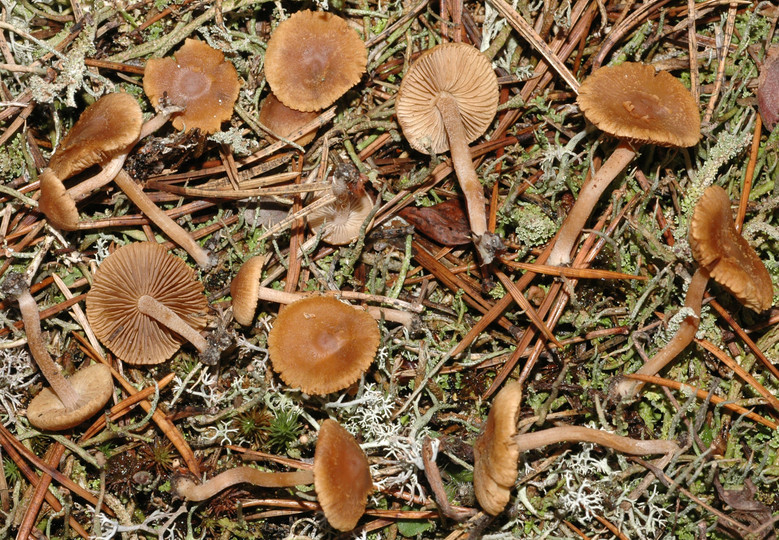 Inocybe jacobi