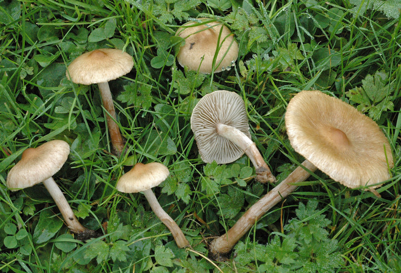 Inocybe curvipes