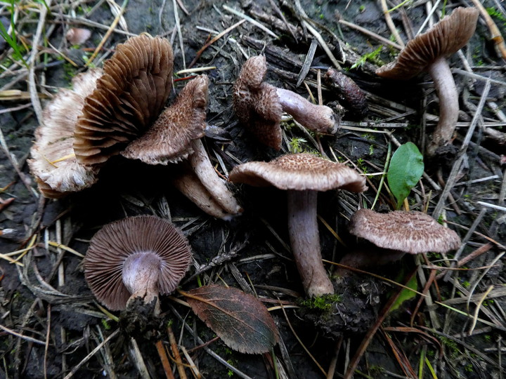 Inocybe cincinnata var. major