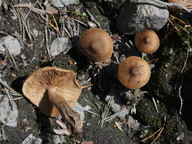 Inocybe lacera