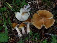 Inocybe squamata