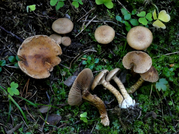 Inocybe terrigena