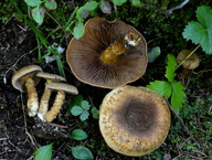 Inocybe terrigena