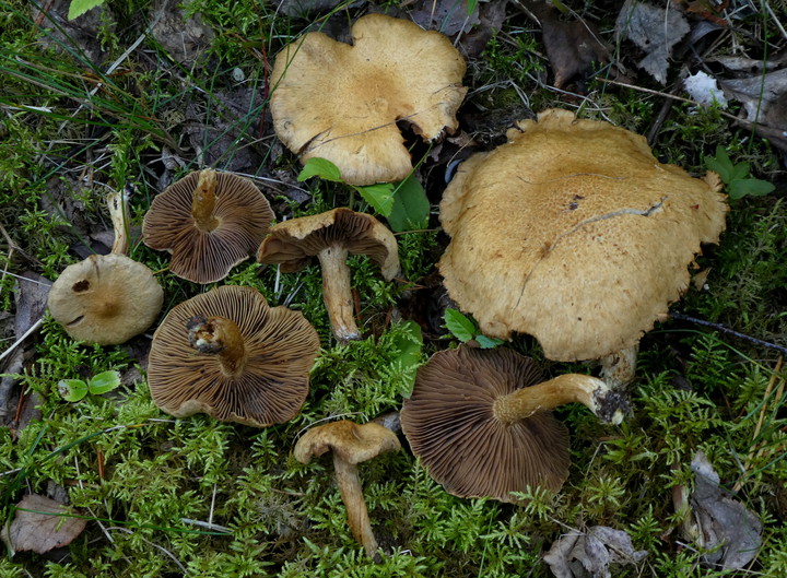 Inocybe latispora