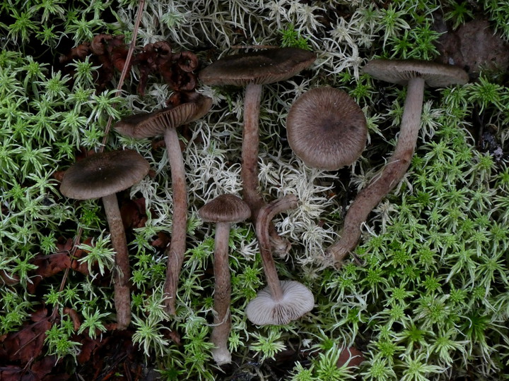 Inocybe subcarpta