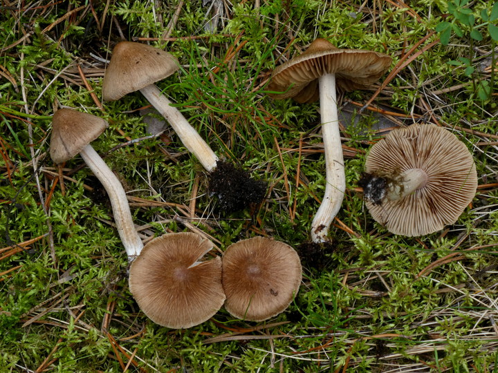 Inocybe fuscidula?