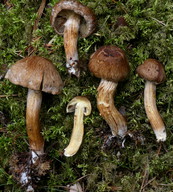 Inocybe sp.