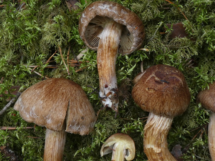 Inocybe sp.