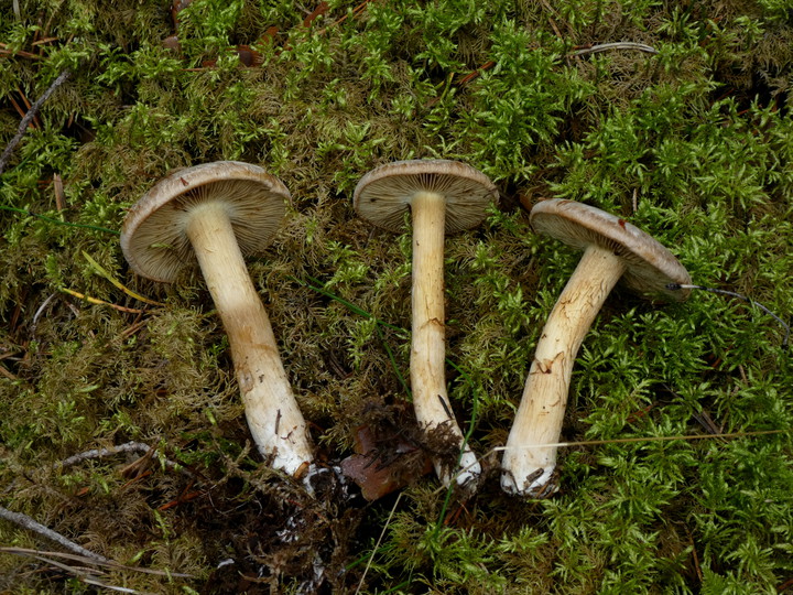 Inocybe sp.