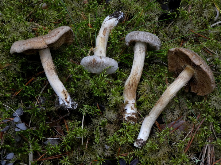 Inocybe leucoblema