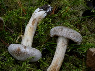 Inocybe leucoblema