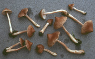 Inocybe acuta