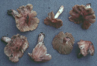 Inocybe adaequata