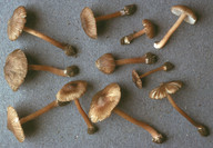 Inocybe asterospora