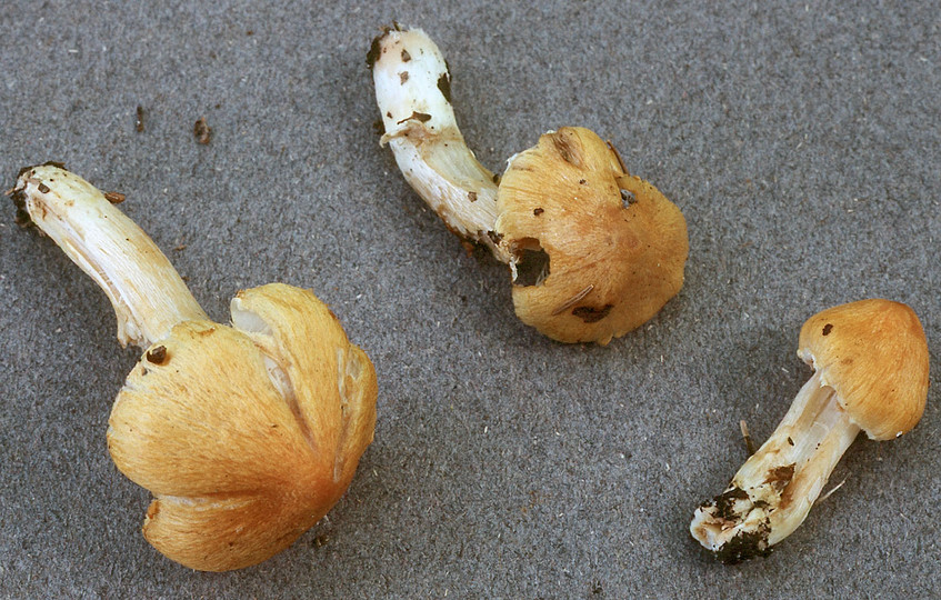 Inocybe aurea