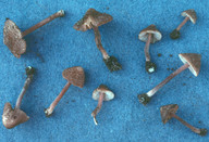 Inocybe calospora