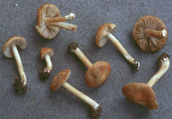 Inocybe cryptocystis