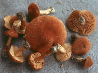 Inocybe dulcamara