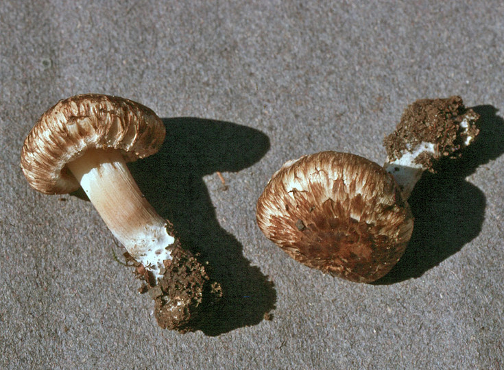 Inocybe erinaceomorpha