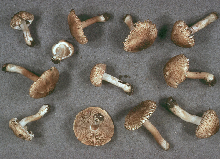 Inocybe erinaceomorpha