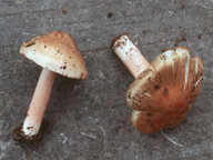 Inocybe erubescens