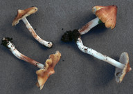 Inocybe flavella