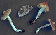 Inocybe flavella