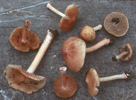 Inocybe godeyi