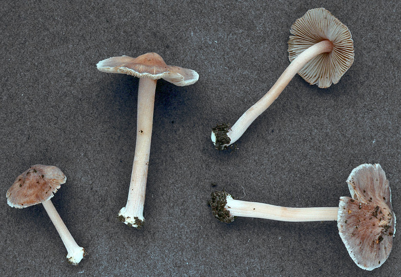 Inocybe grammata