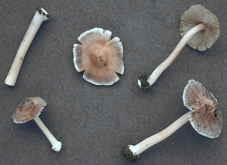 Inocybe grammata