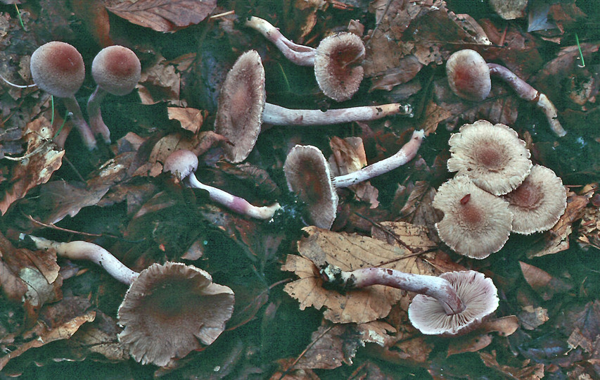 Inocybe griseolilacina