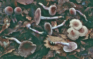 Inocybe griseolilacina