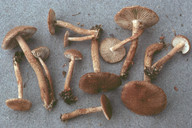 Inocybe lanuginosa