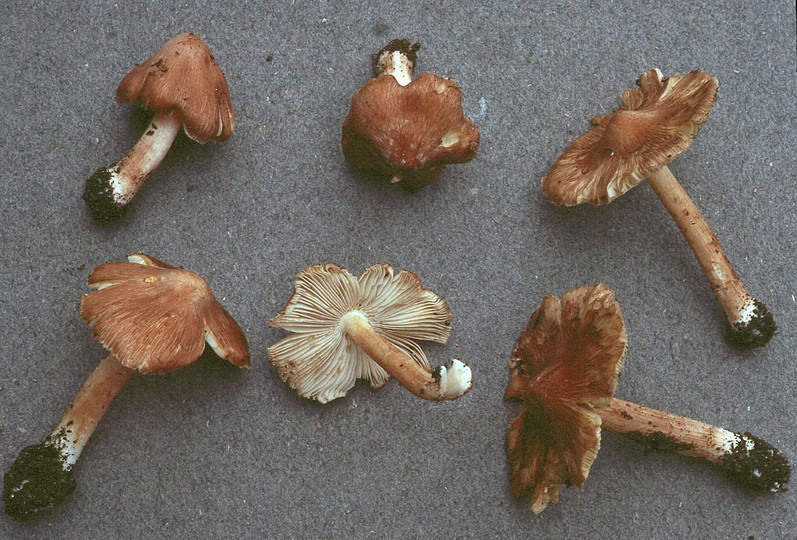 Inocybe maculata