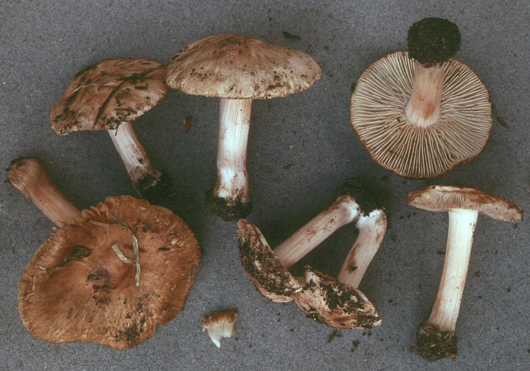 Inocybe oblectabilis