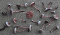 Inocybe petiginosa