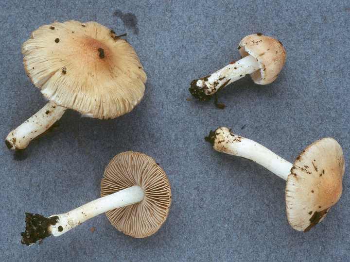 Inocybe posterula