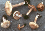 Inocybe pyriodora