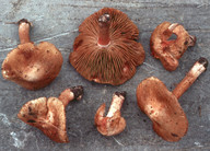 Inocybe incarnata