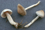 Inocybe sindonia