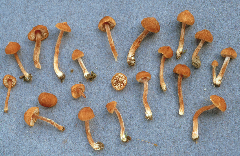 Inocybe subporospora