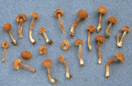 Inocybe subporospora