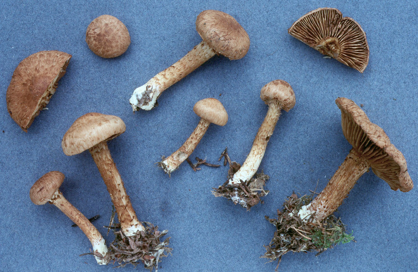 Inocybe terrigena