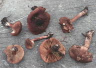 Inocybe tricolor