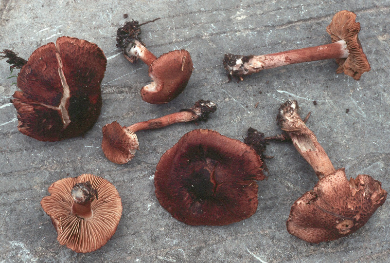 Inocybe tricolor