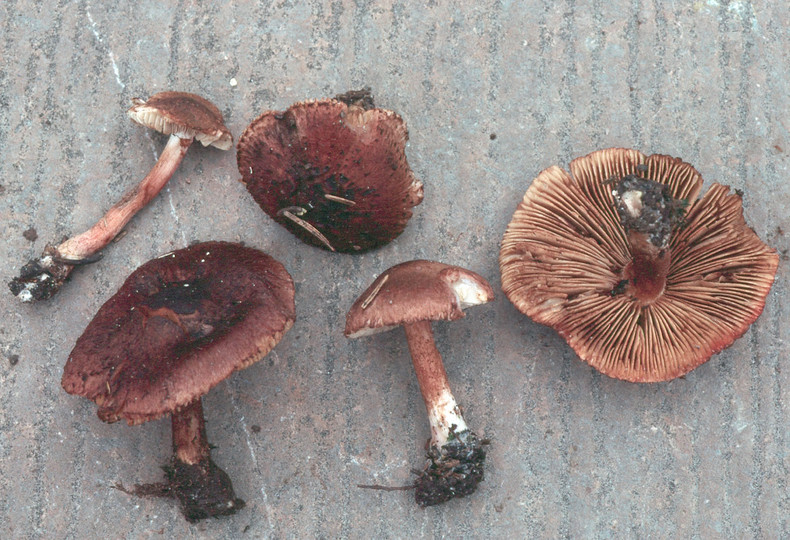 Inocybe tricolor