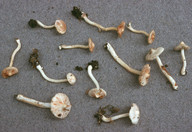 Inocybe whitei