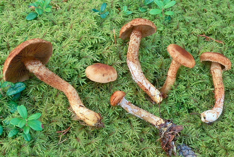 Inocybe terrigena